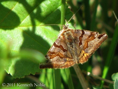 burnet companion (Euclidia glyphica) Kenneth Noble
